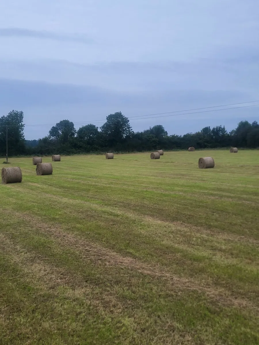 Hay - Image 1