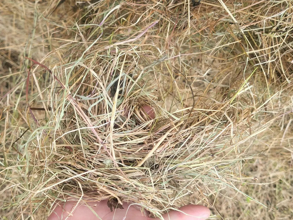 Hay - Image 2