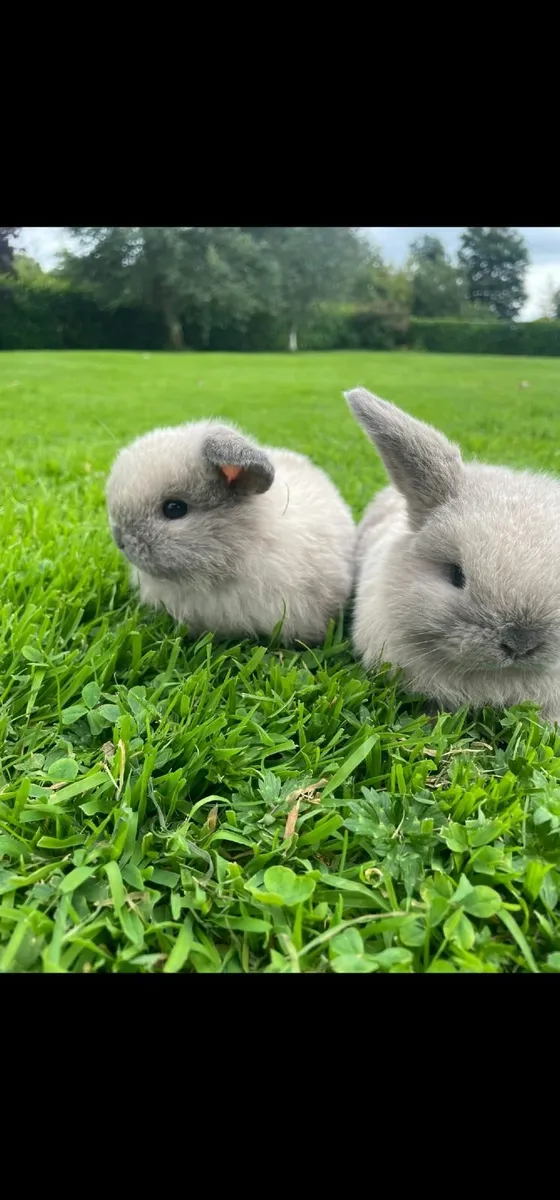 Pure bred mini lop rabbits - Image 1