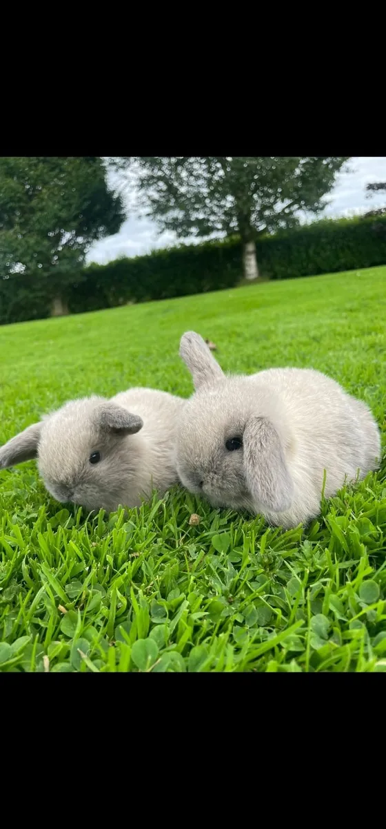 Pure bred mini lop rabbits - Image 2