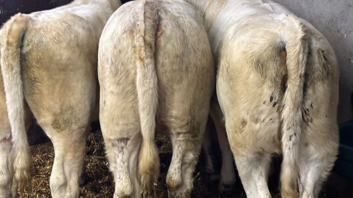 ⭐️ 3 Shorthorn Heifer Wealings ⭐️ - Image 3