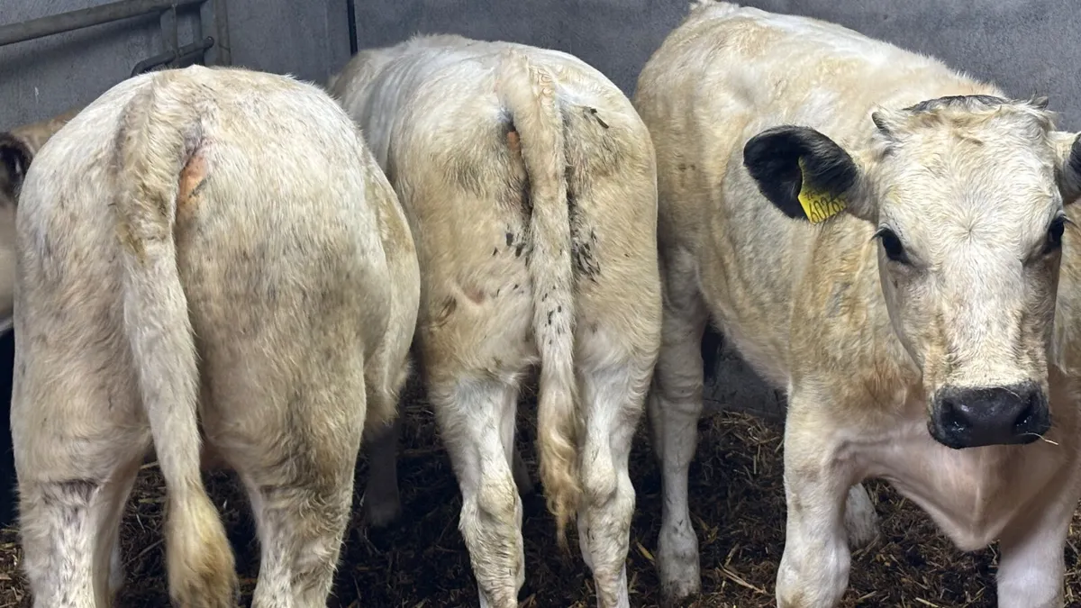 ⭐️ 3 Shorthorn Heifer Wealings ⭐️ - Image 4