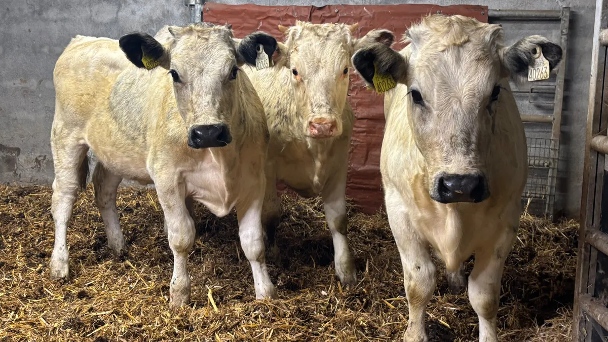 ⭐️ 3 Shorthorn Heifer Wealings ⭐️ - Image 1