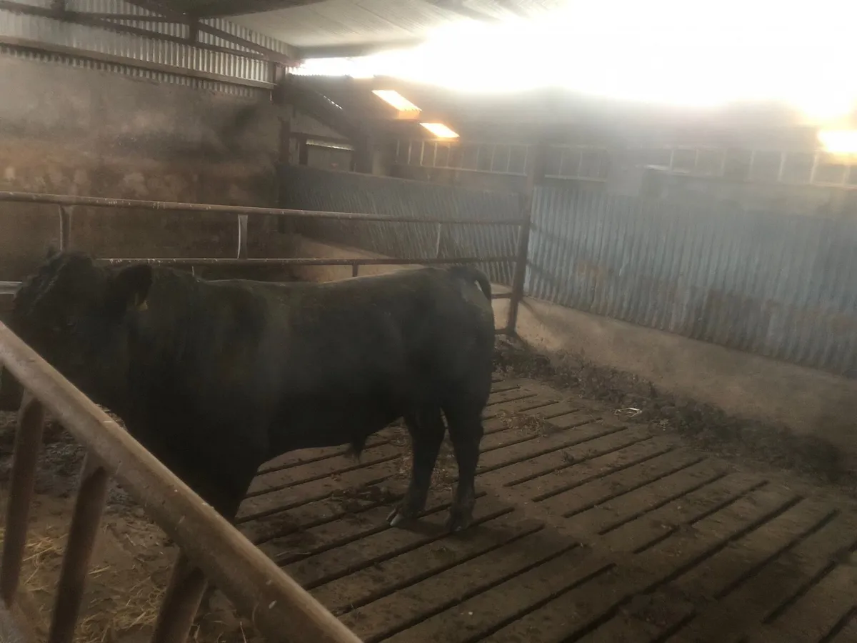 AA Bull - Image 1