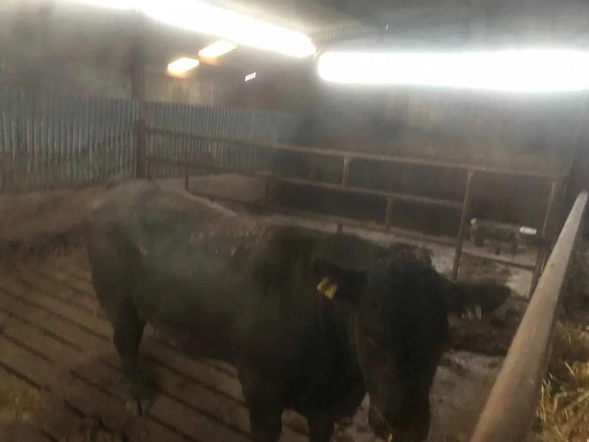 AA Bull - Image 2