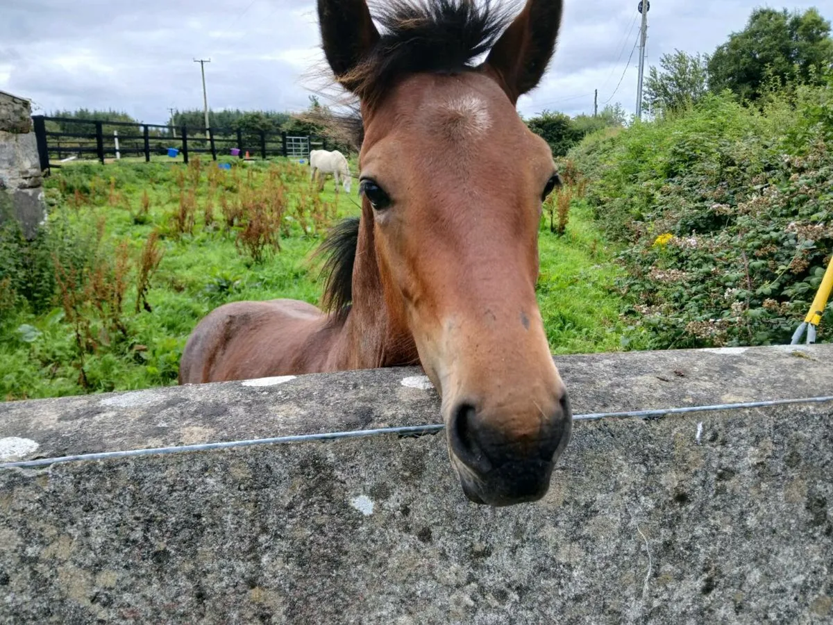Foal - Image 1
