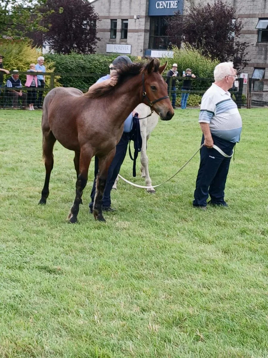Foal - Image 2