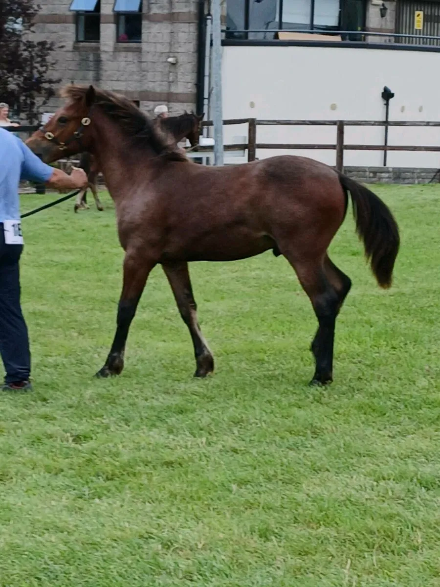 Foal - Image 3