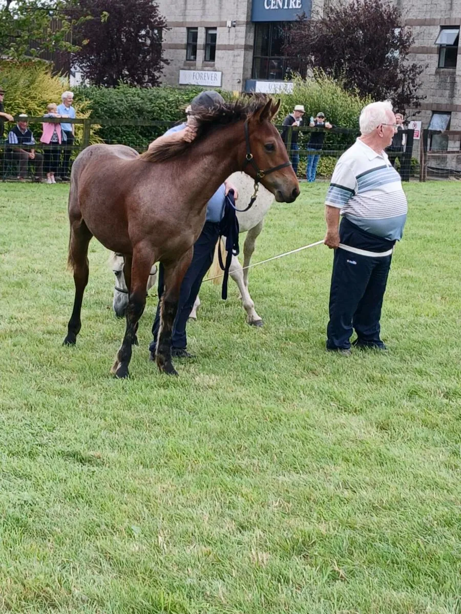 Foal - Image 4