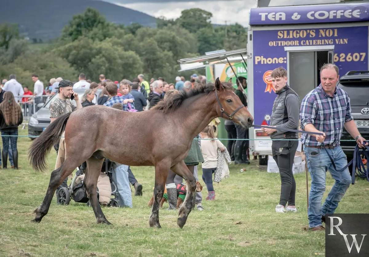 Foal - Image 1
