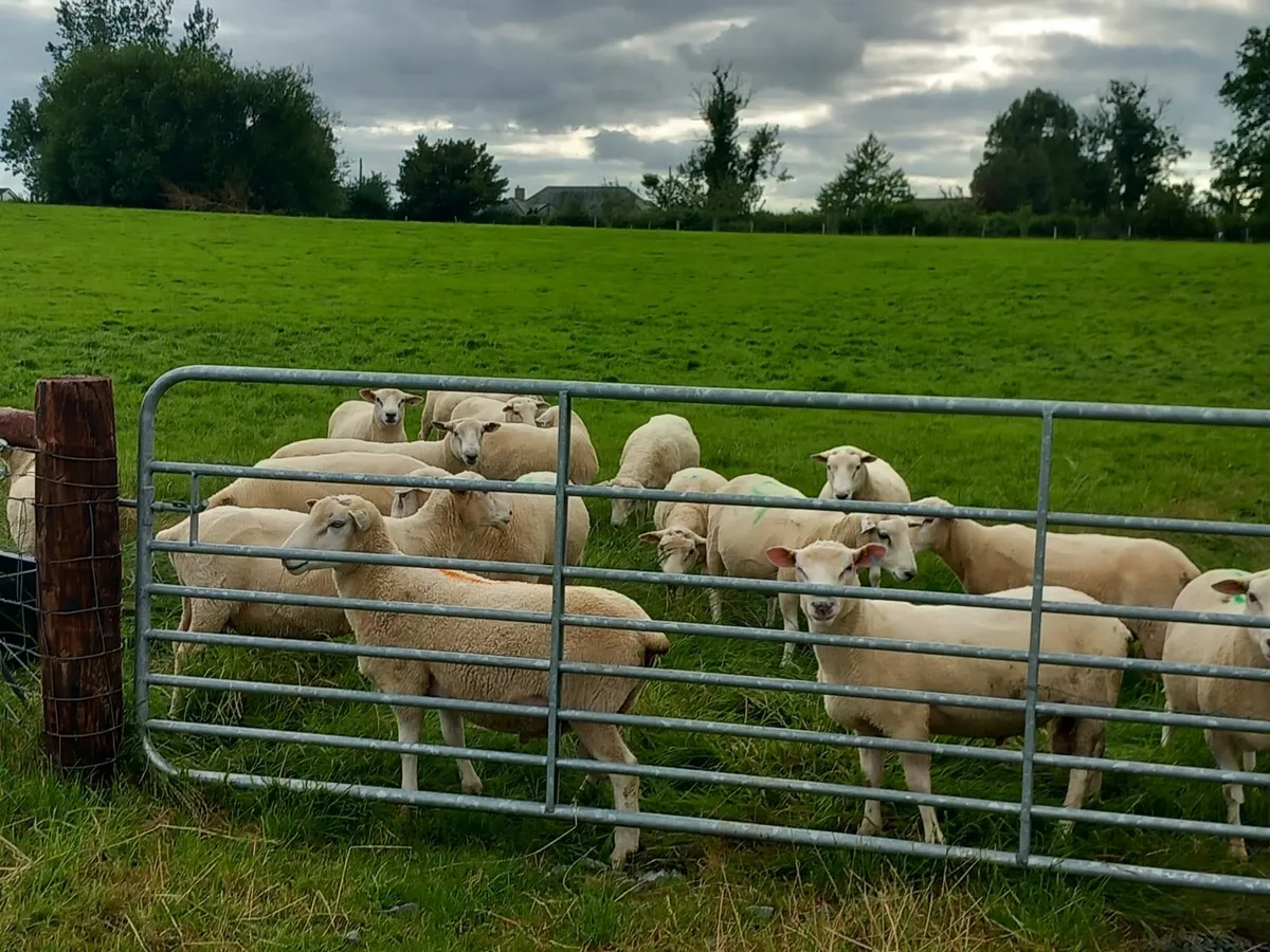 Tefrom Rams for Sale - Image 4
