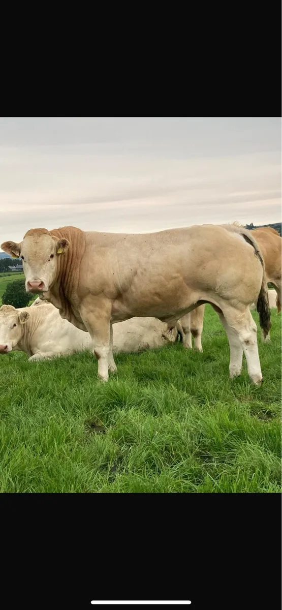 PBR Blonde Bull - Image 1