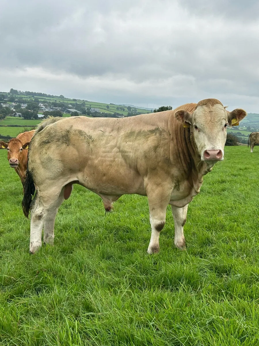 PBR Blonde Bull - Image 2