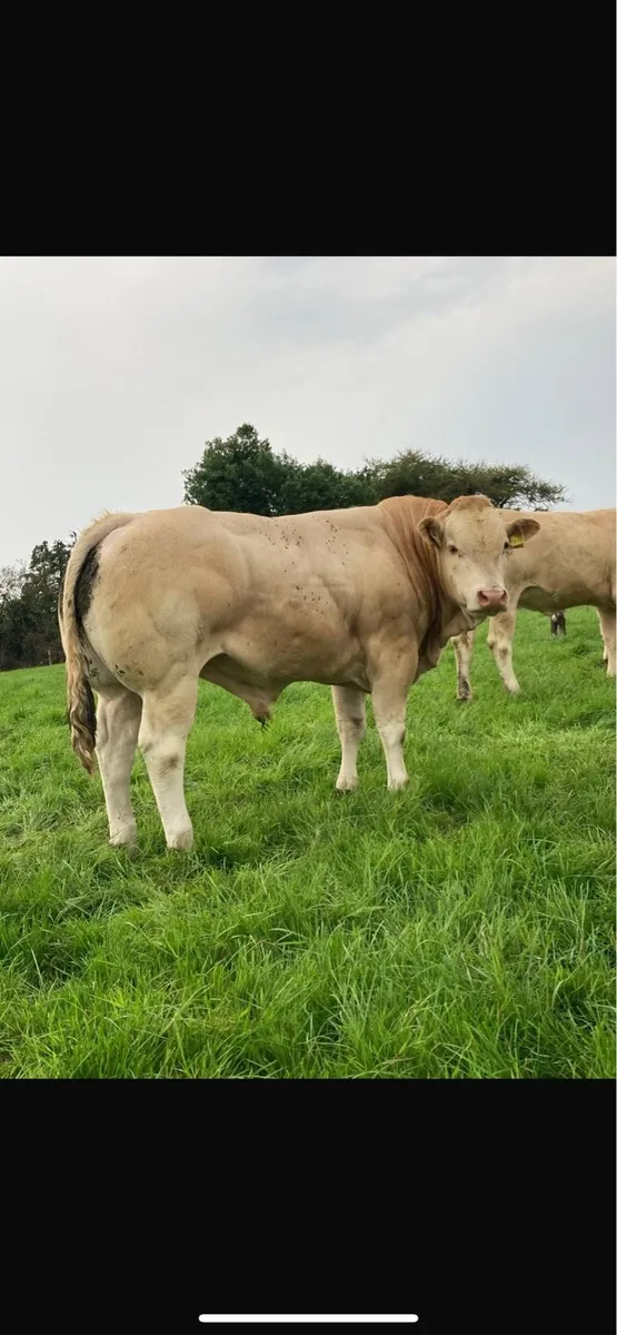 PBR Blonde Bull - Image 3