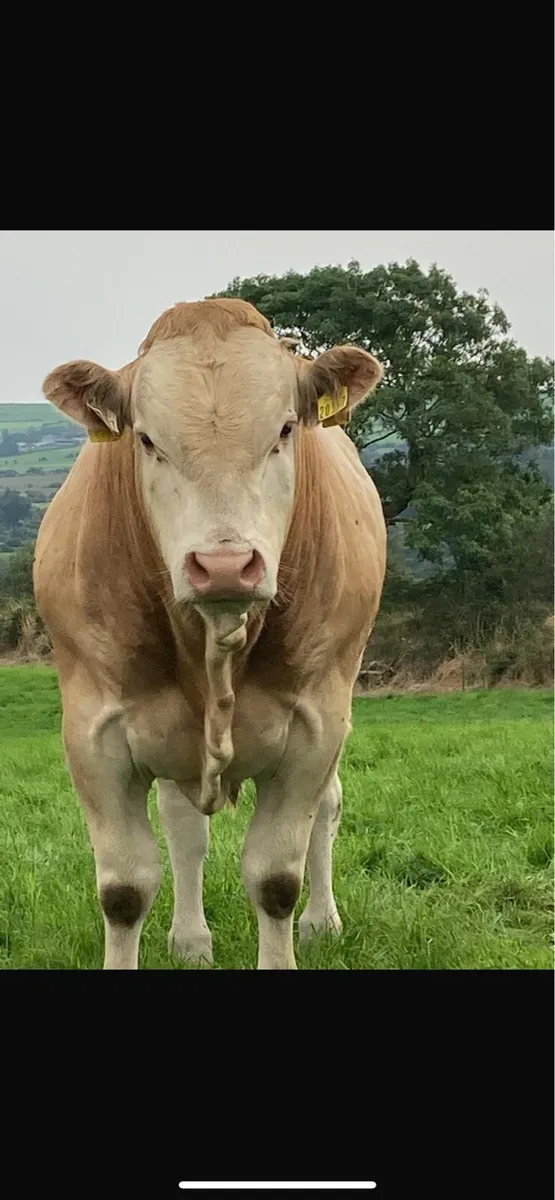 PBR Blonde Bull - Image 4