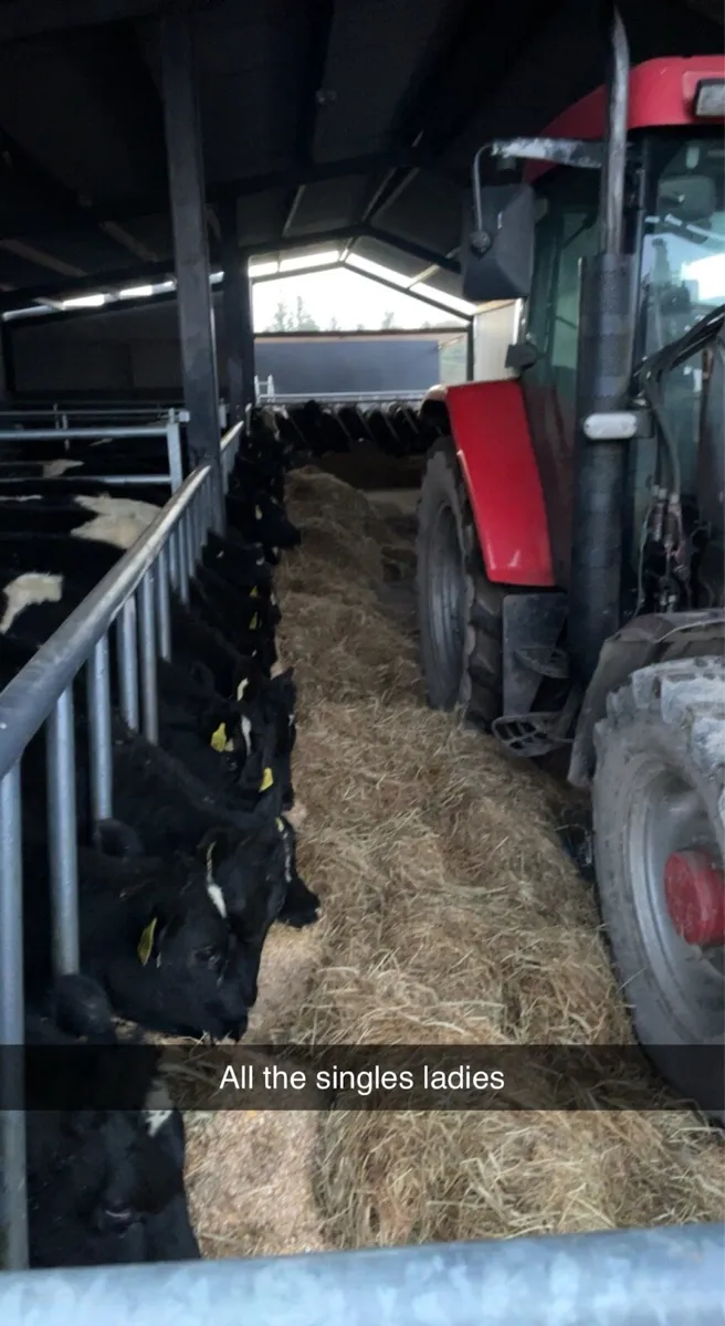 Slatted shed for winter 2025/2026 - Image 1