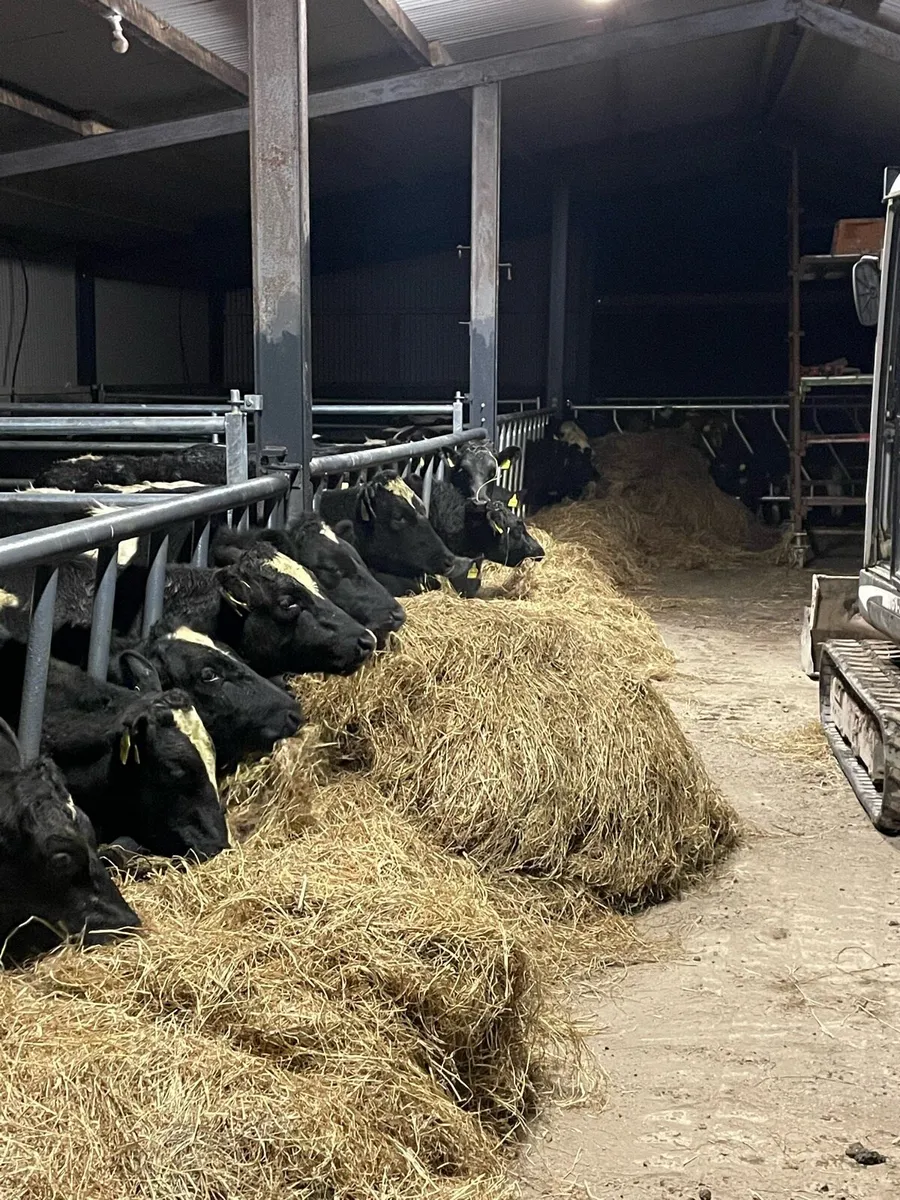 Slatted shed for winter 2025/2026 - Image 2