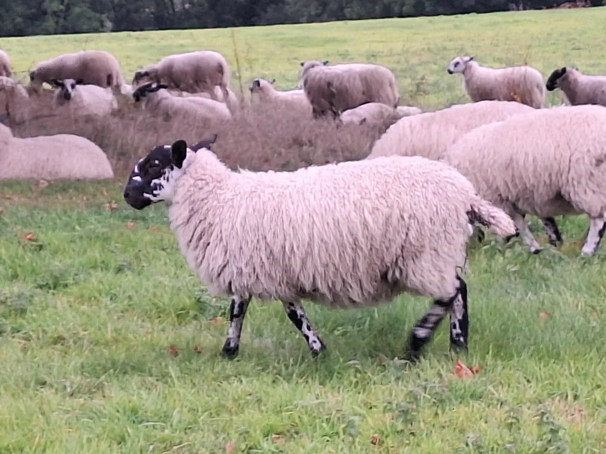 Mule Ewe lambs - Image 2