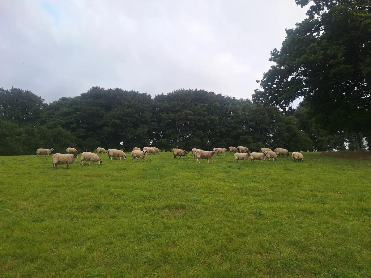 Mule Ewe lambs - Image 4