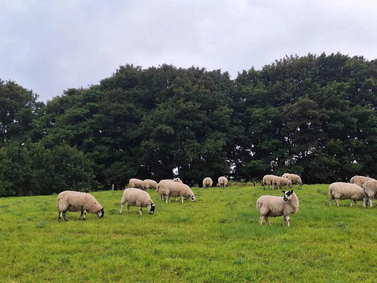 Mule Ewe lambs - Image 1