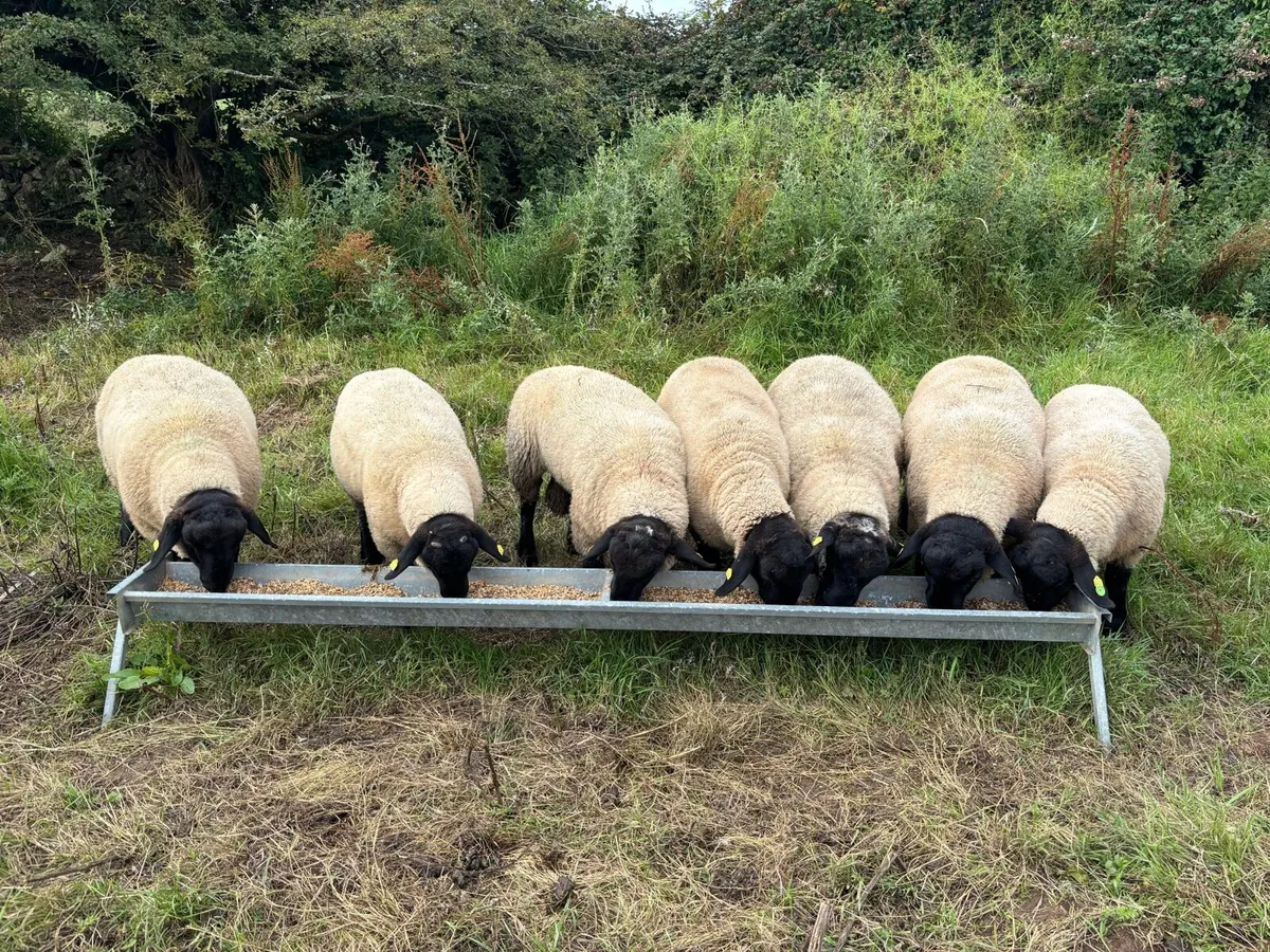 Pedigree SIS Approved Suffolk Rams for Hire - Image 1