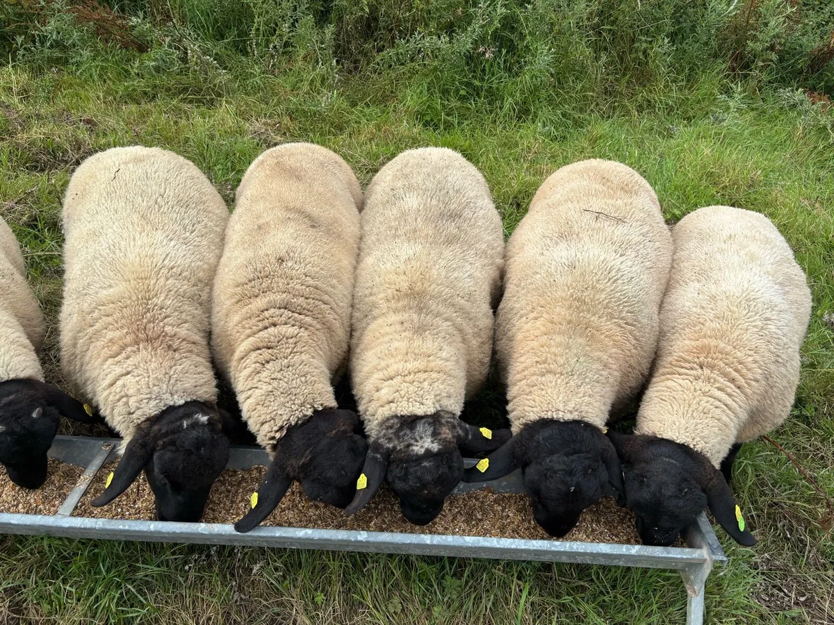 Pedigree SIS Approved Suffolk Rams for Hire - Image 3