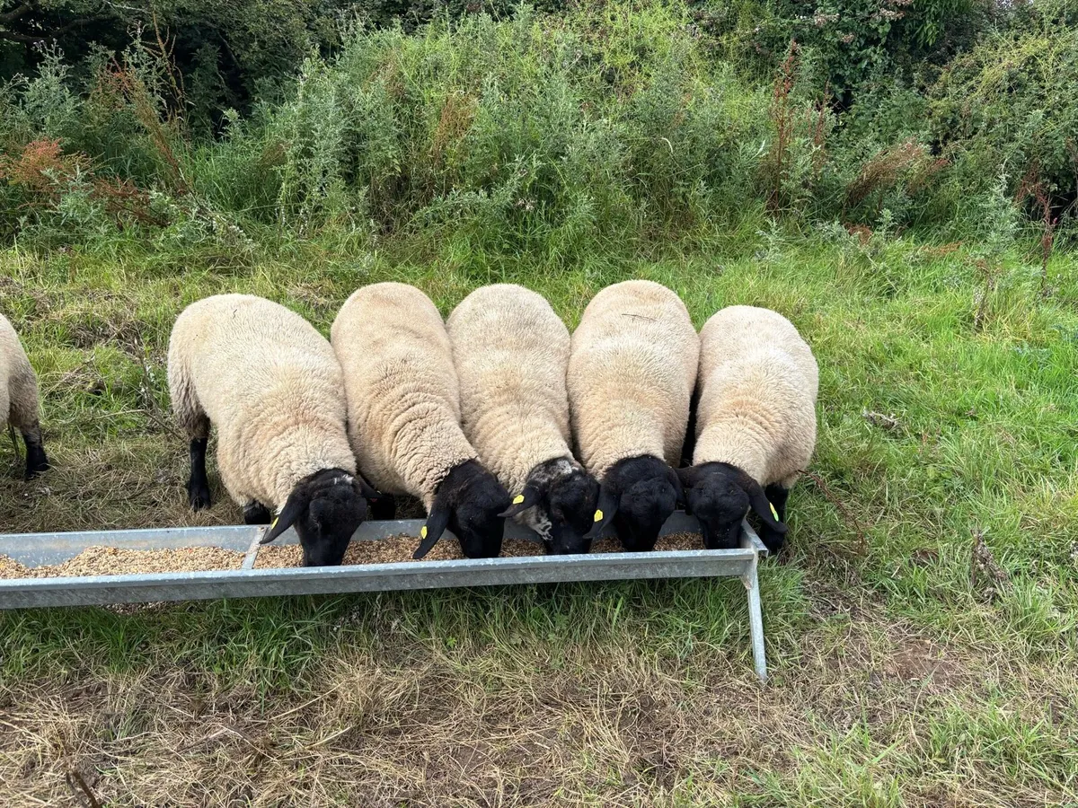 Pedigree SIS Approved Suffolk Rams for Hire - Image 4