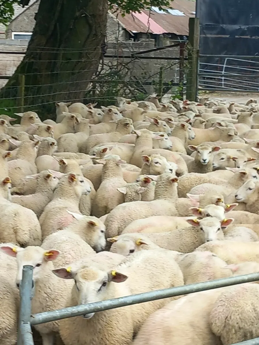 sheep - Image 1