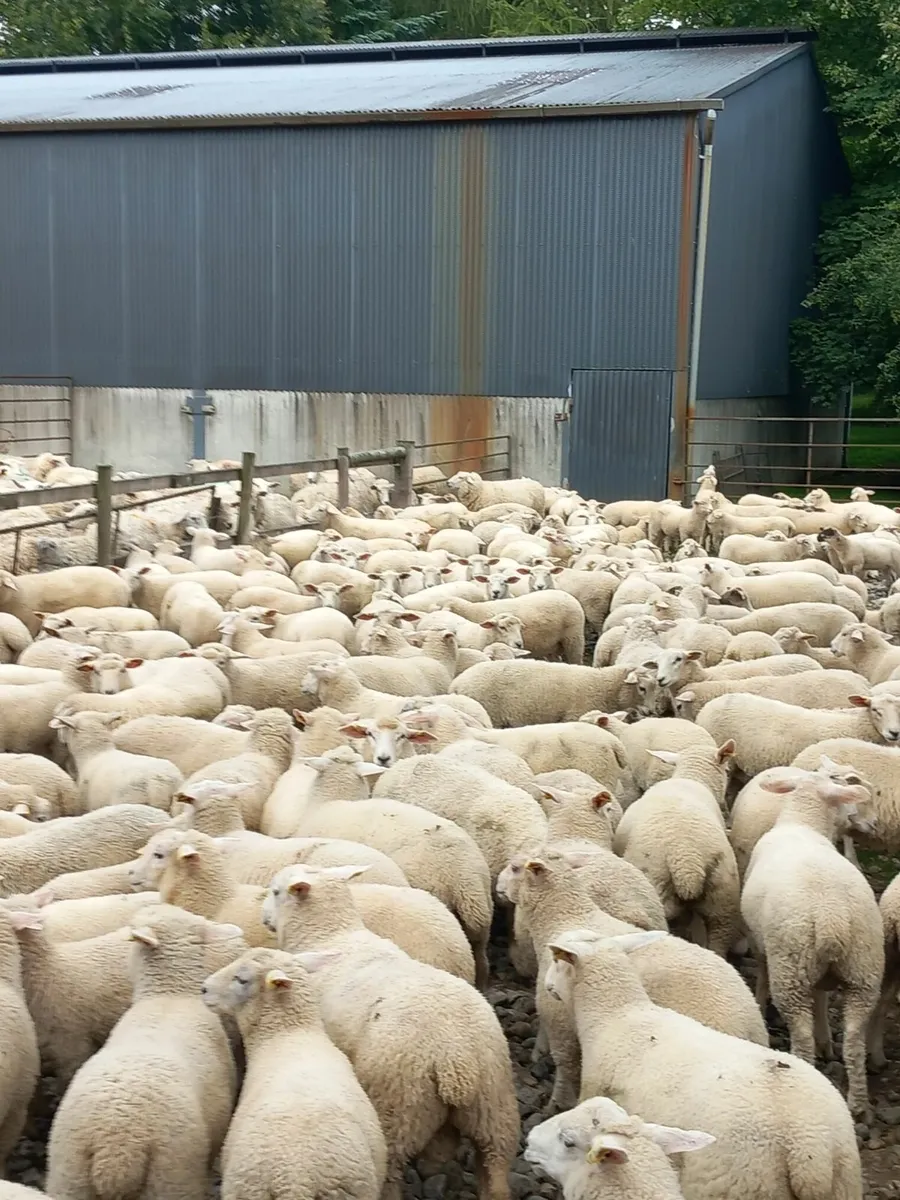 sheep - Image 3