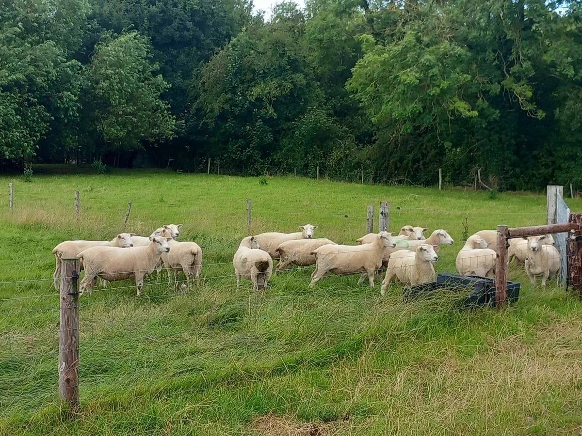 sheep - Image 4