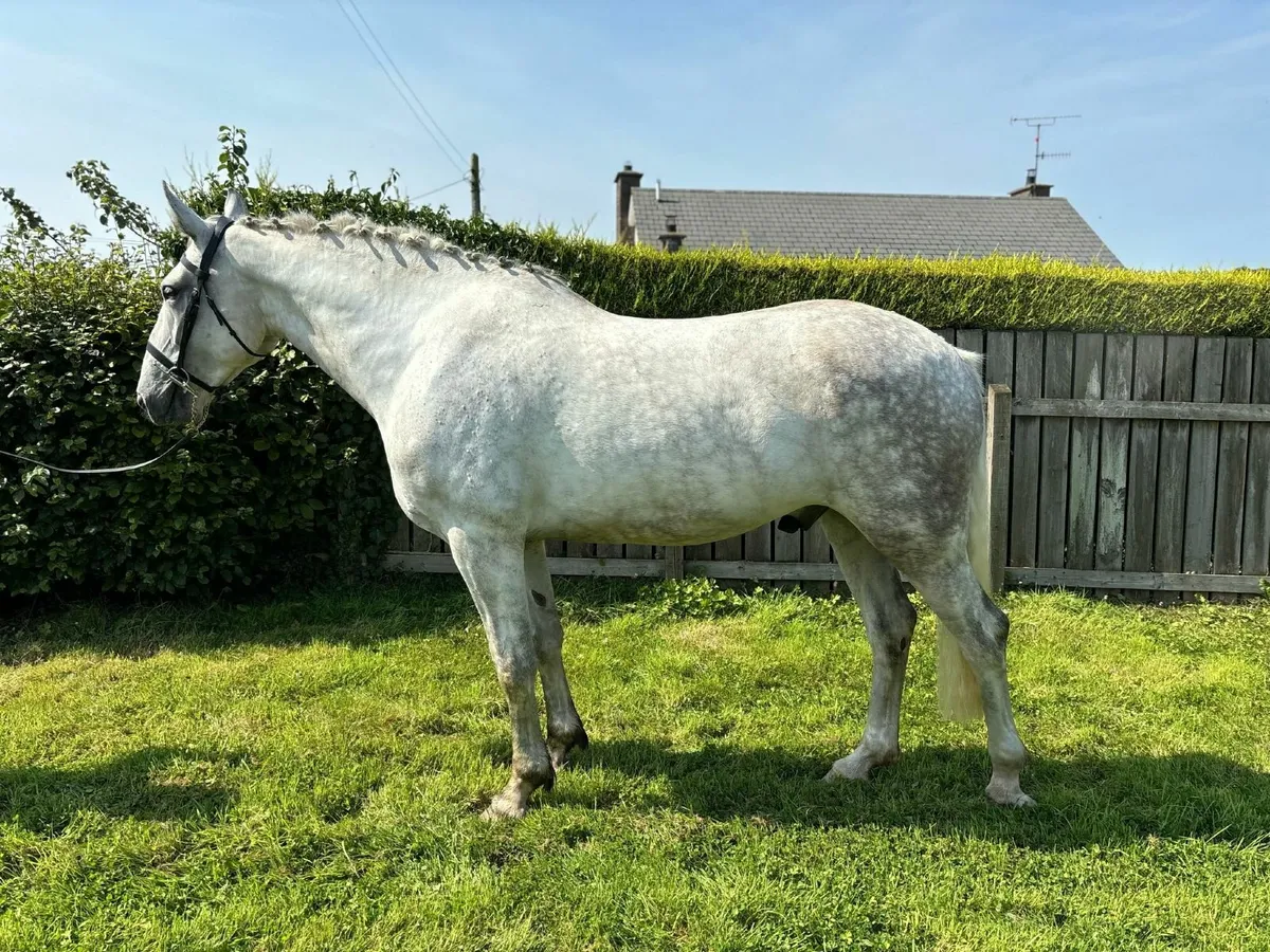 Four year old Irish Draught - Image 2