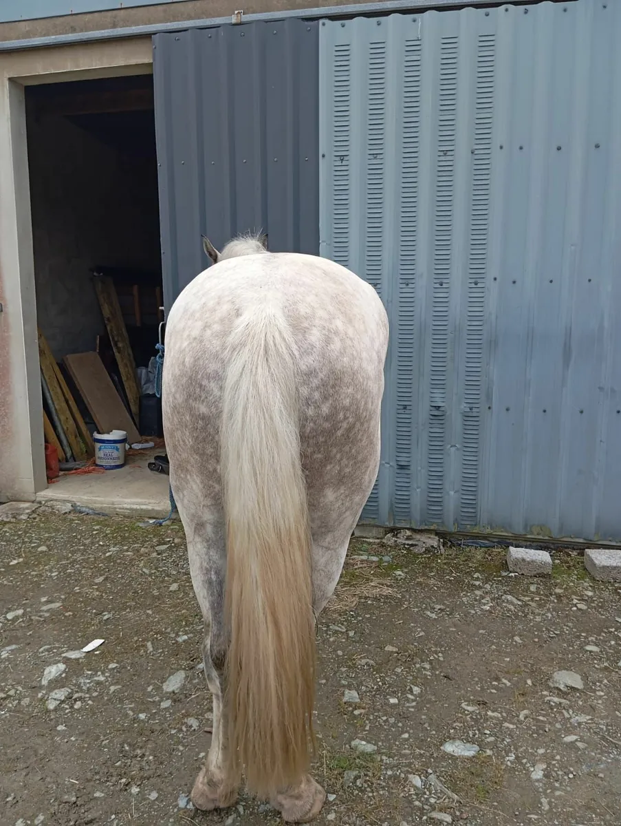 Four year old Irish Draught - Image 3