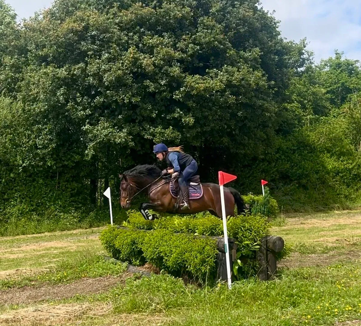🌟4yo Bay Connemara 🌟 - Image 2