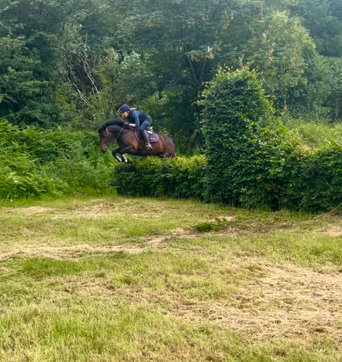 🌟4yo Bay Connemara 🌟 - Image 3