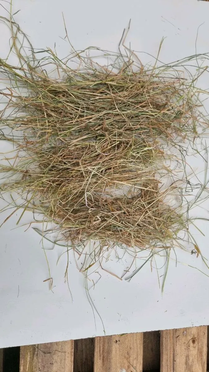 Hundreds of good bales of green hay - Image 2