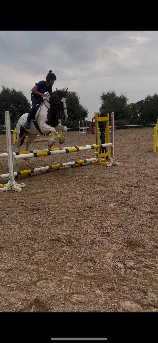 🌹Rosie 15hh 5yr old Connie x cob mare🌹 - Image 1