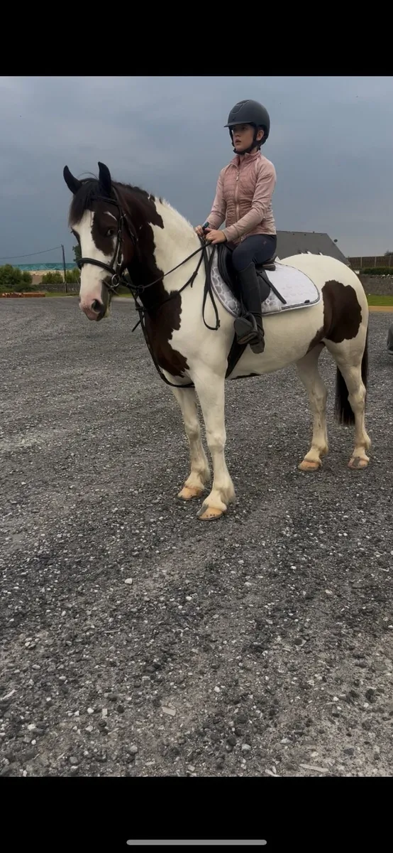 🌹Rosie 15hh 5yr old Connie x cob mare🌹 - Image 2