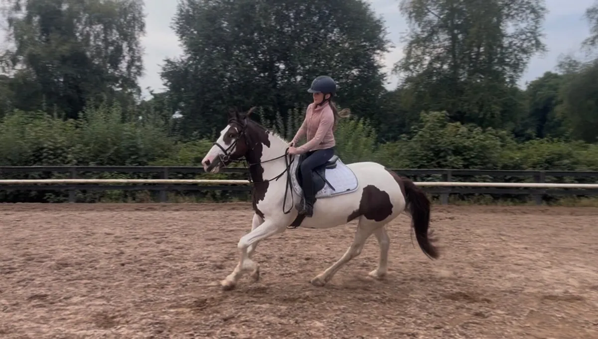 🌹Rosie 15hh 5yr old Connie x cob mare🌹 - Image 3