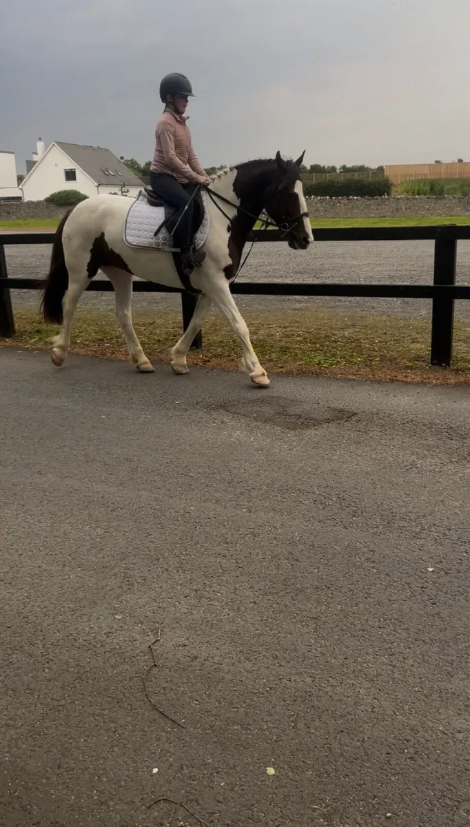 🌹Rosie 15hh 5yr old Connie x cob mare🌹 - Image 4