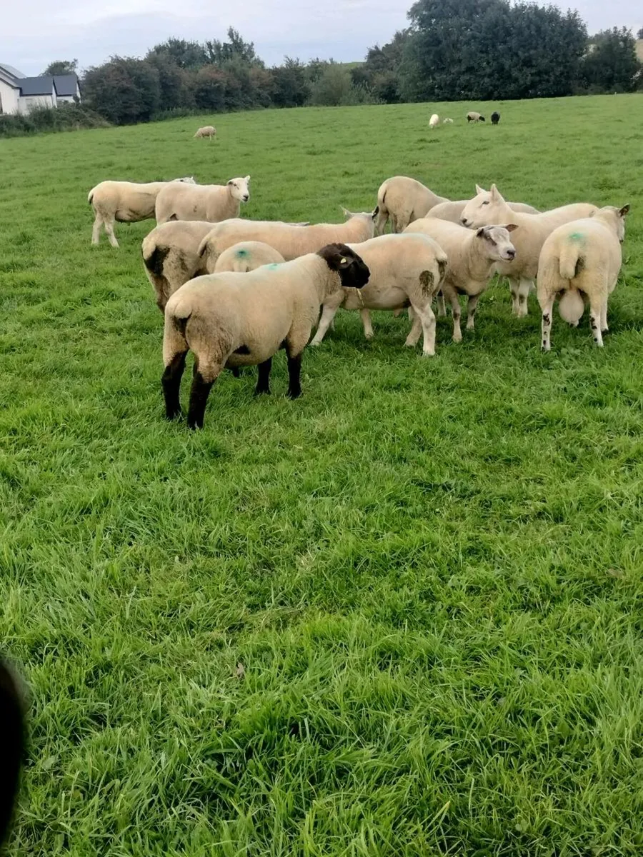 Hogget rams - Image 1