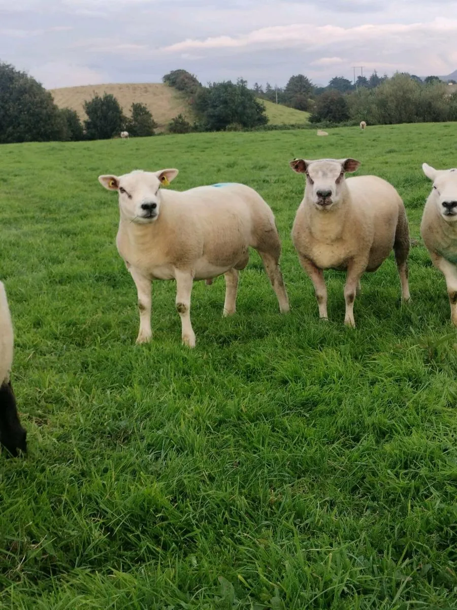 Hogget rams - Image 2