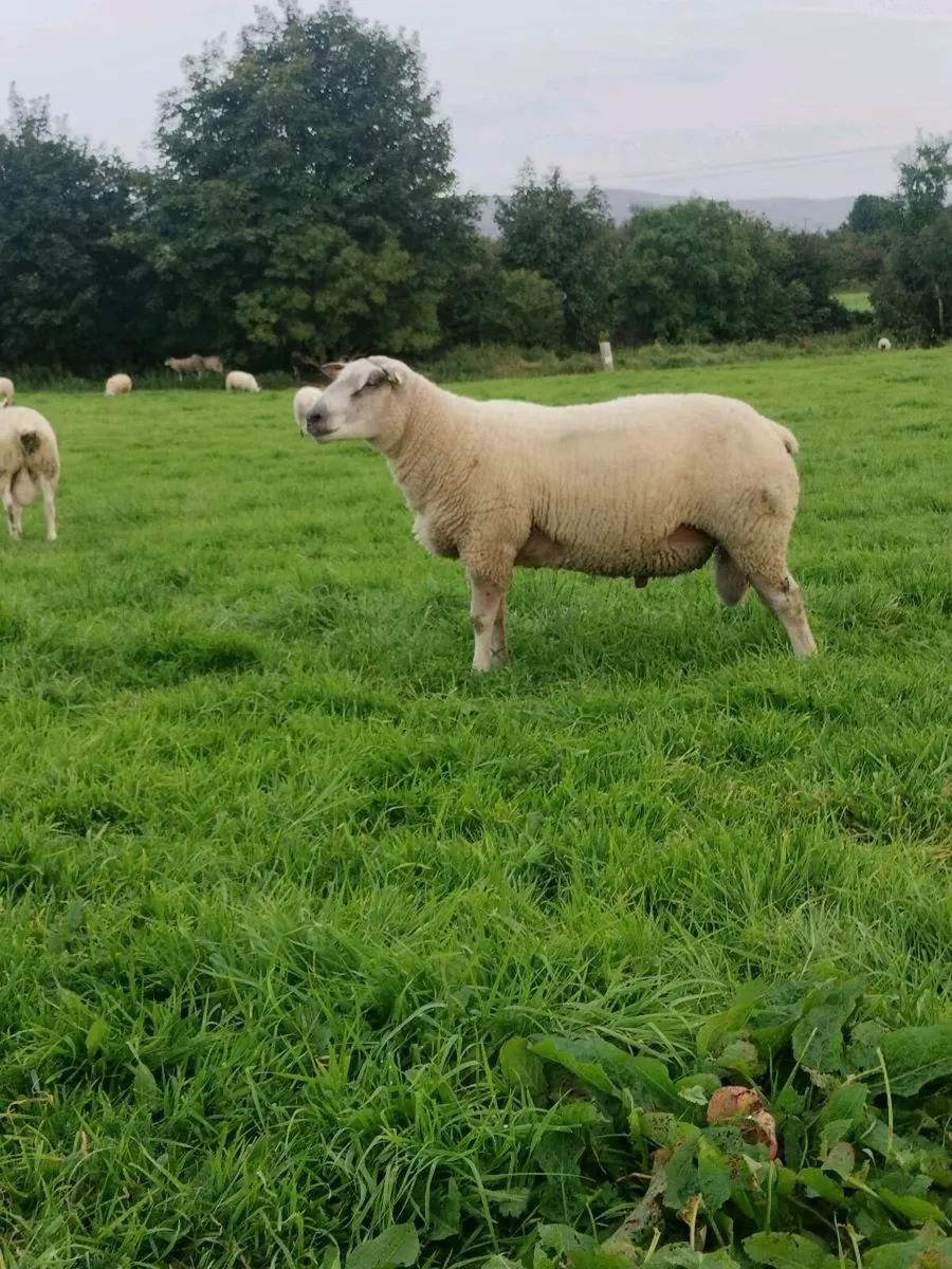 Hogget rams - Image 3