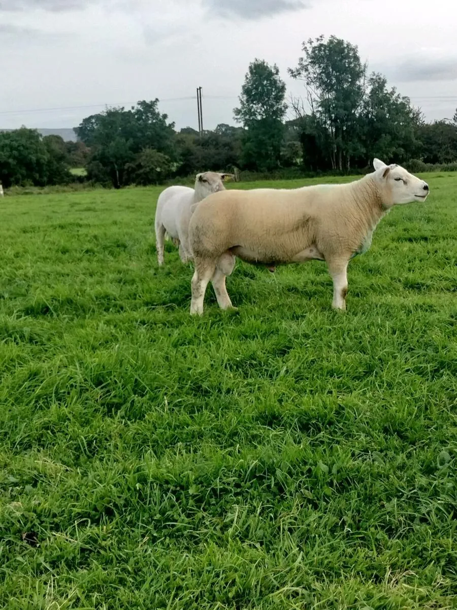 Hogget rams - Image 4
