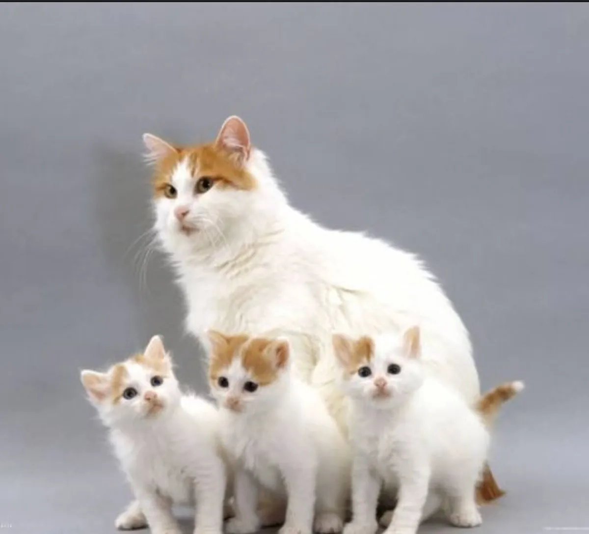 Turkish Van friendly kitten one available