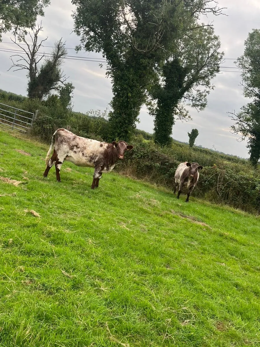 2 Shorthorn Hefiers - Image 1