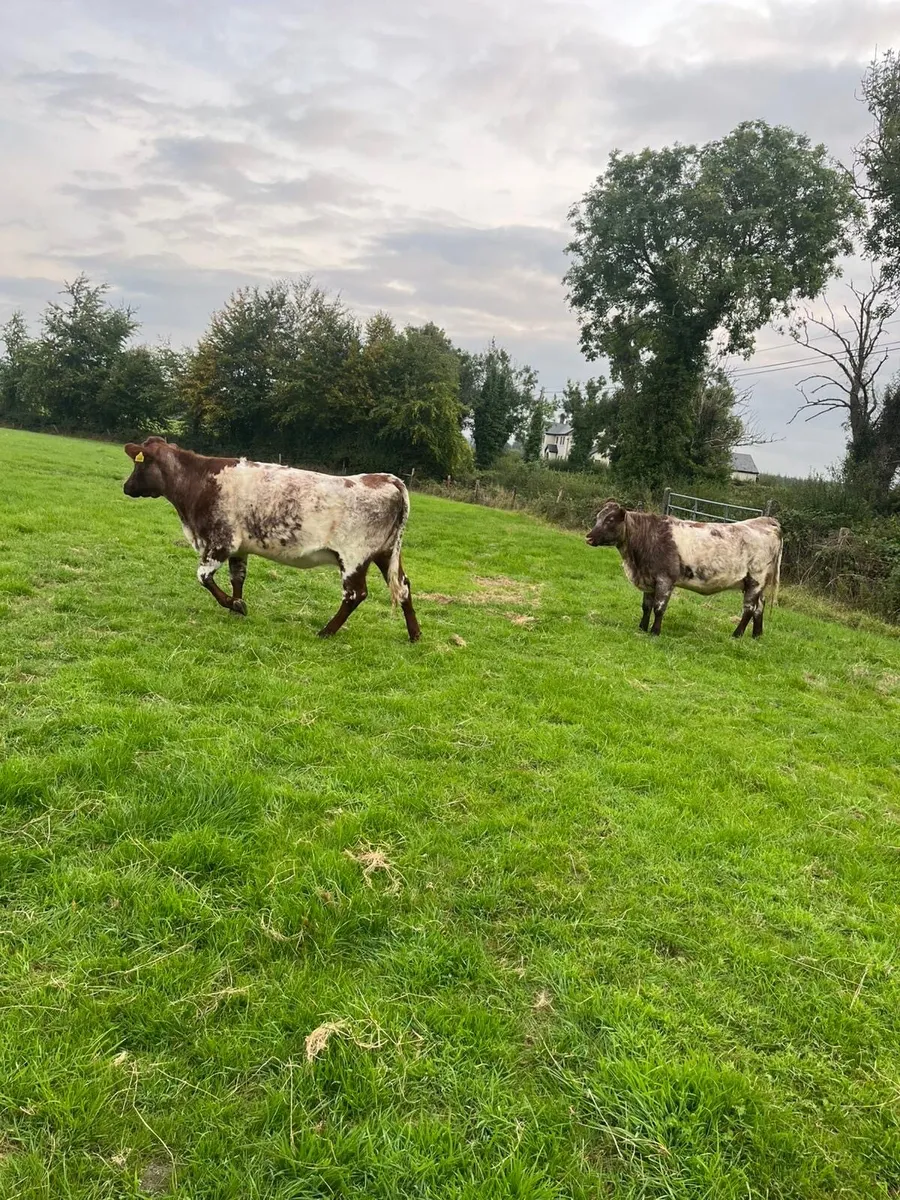 2 Shorthorn Hefiers - Image 2