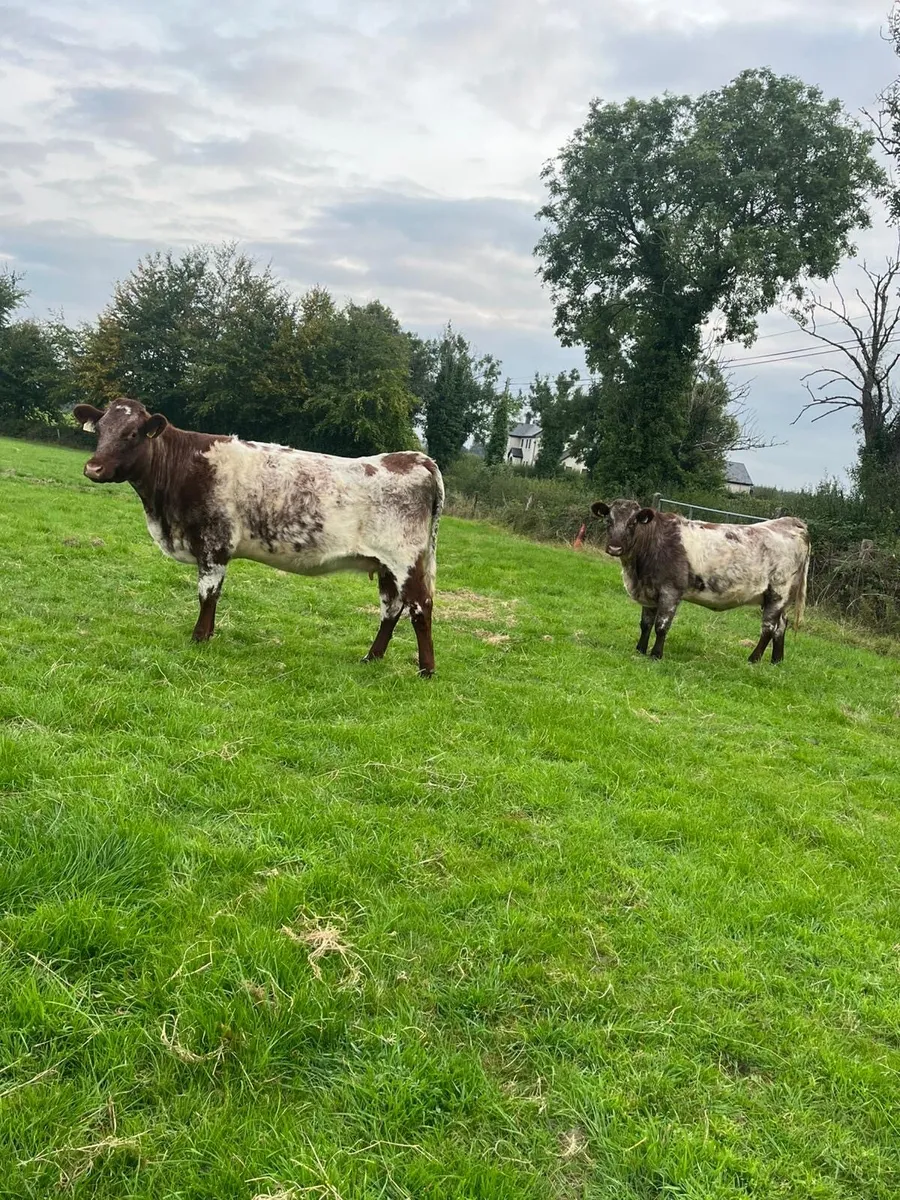 2 Shorthorn Hefiers - Image 3