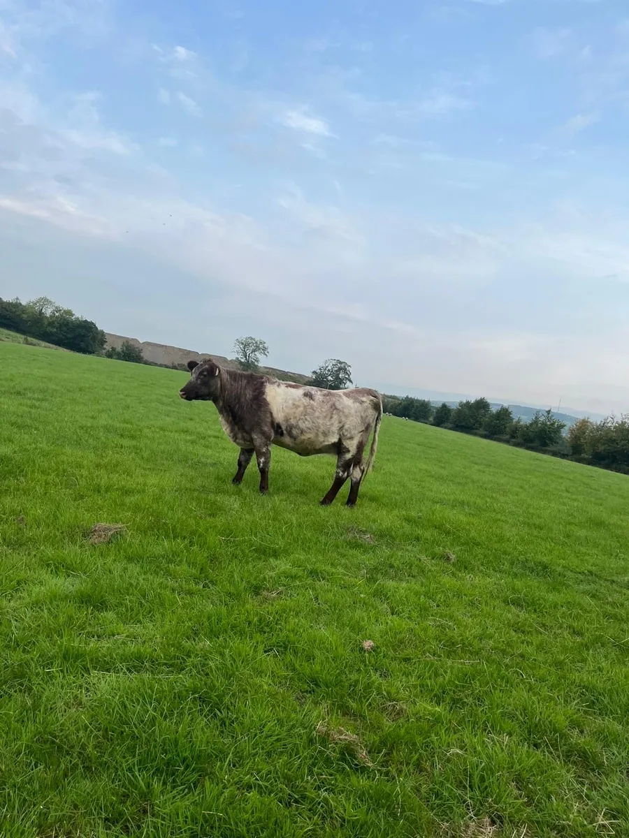 2 Shorthorn Hefiers - Image 4
