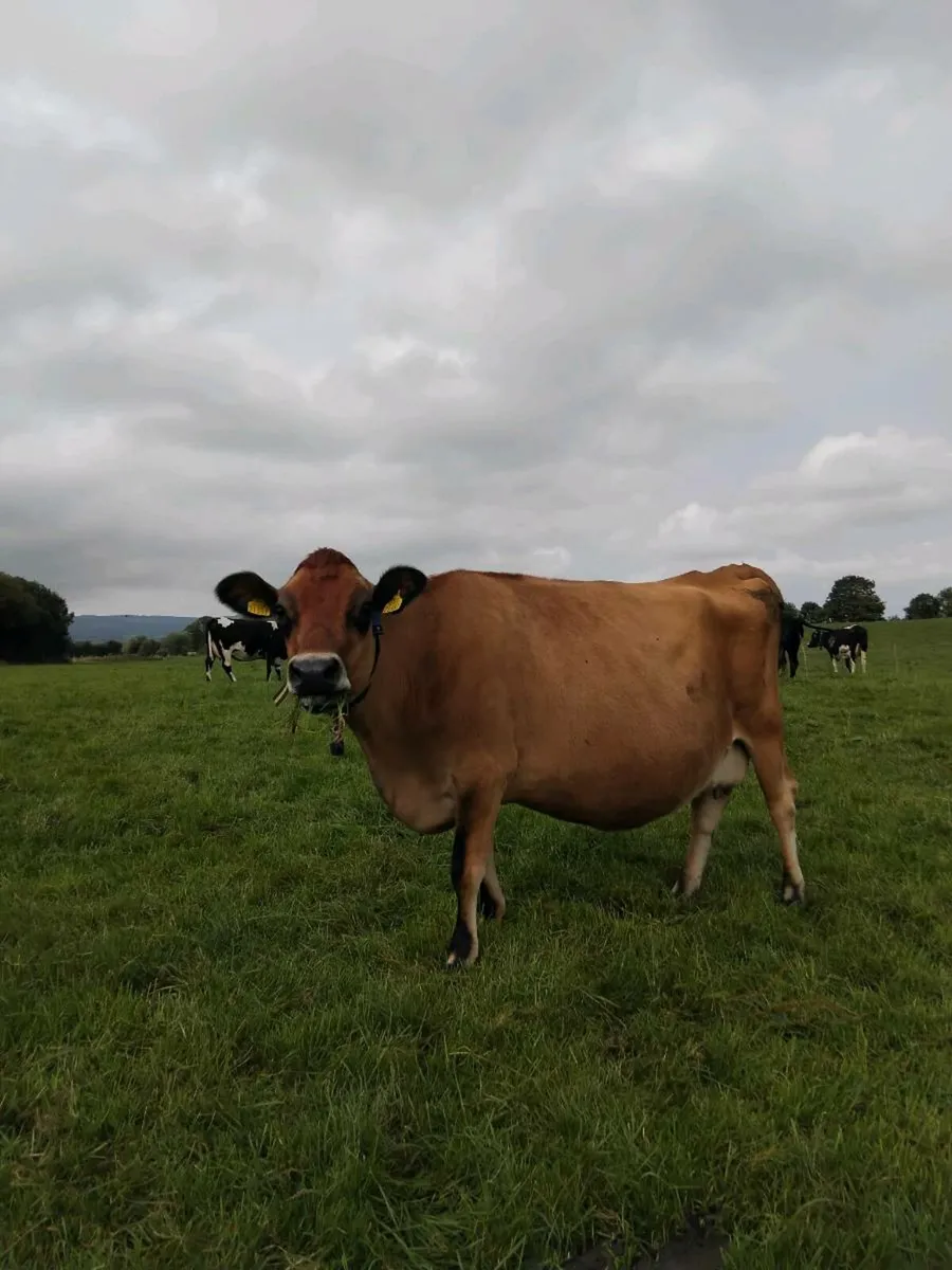 Empty Milking Cows Required