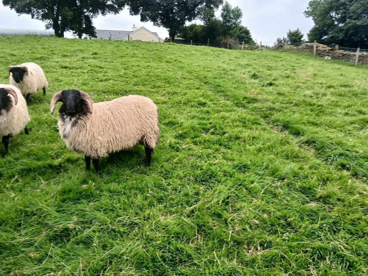 Blackface mountain Ram Lambs - Image 2